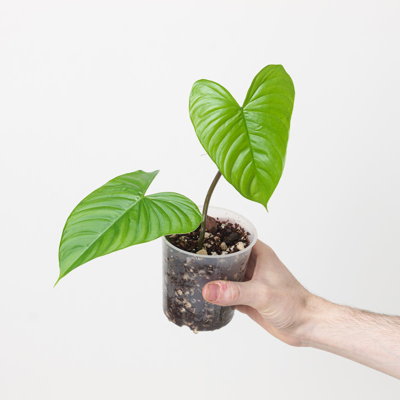 Philodendron gardeniodorum cf. Plants GrowTropicals
