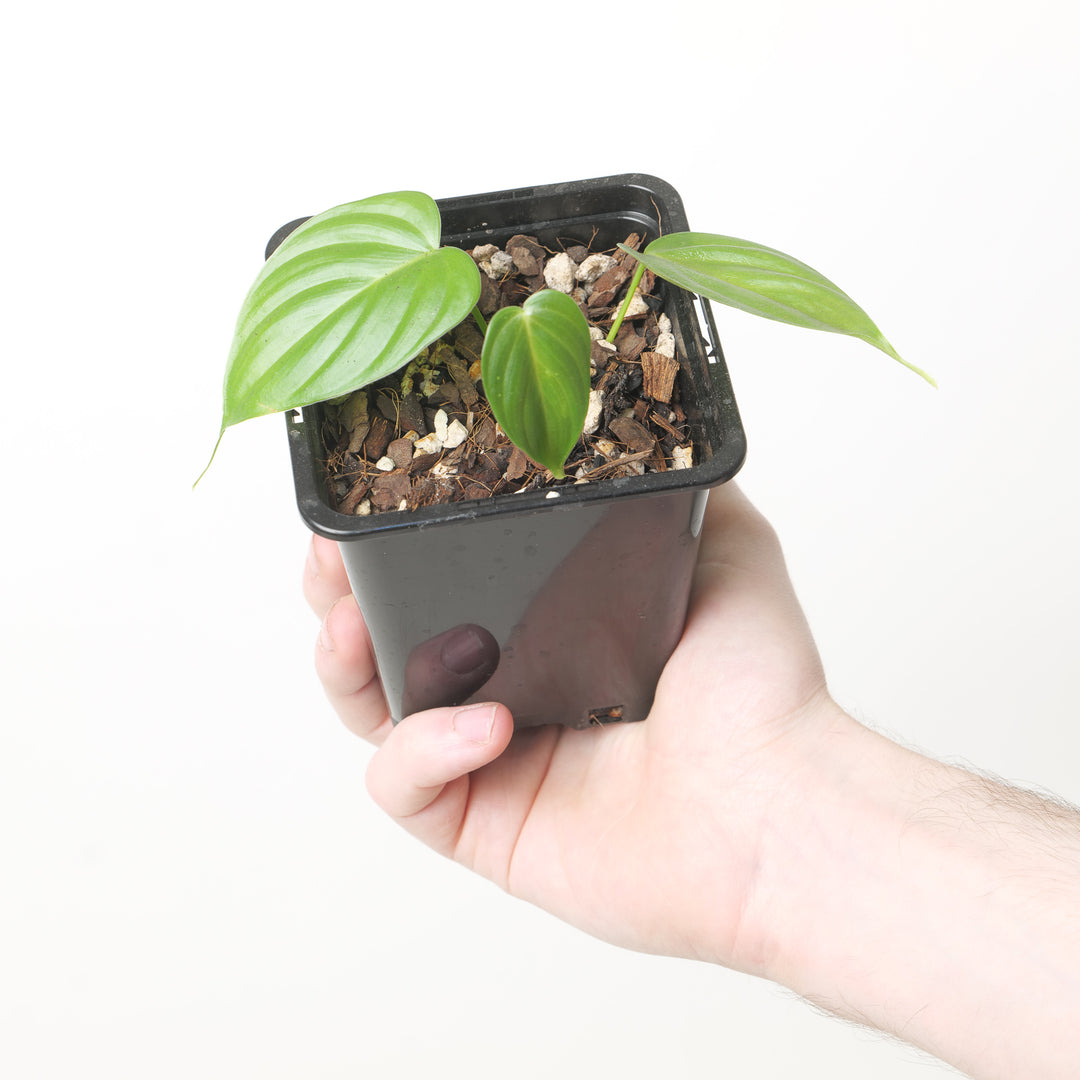 Philodendron gardeniodorum cf.