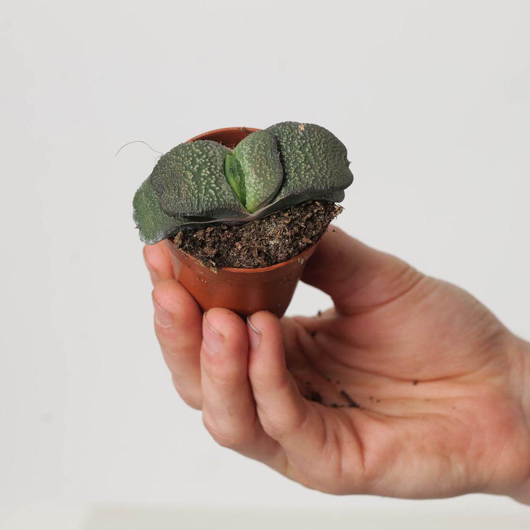 Gasteria armstrongii - GROW TROPICALS