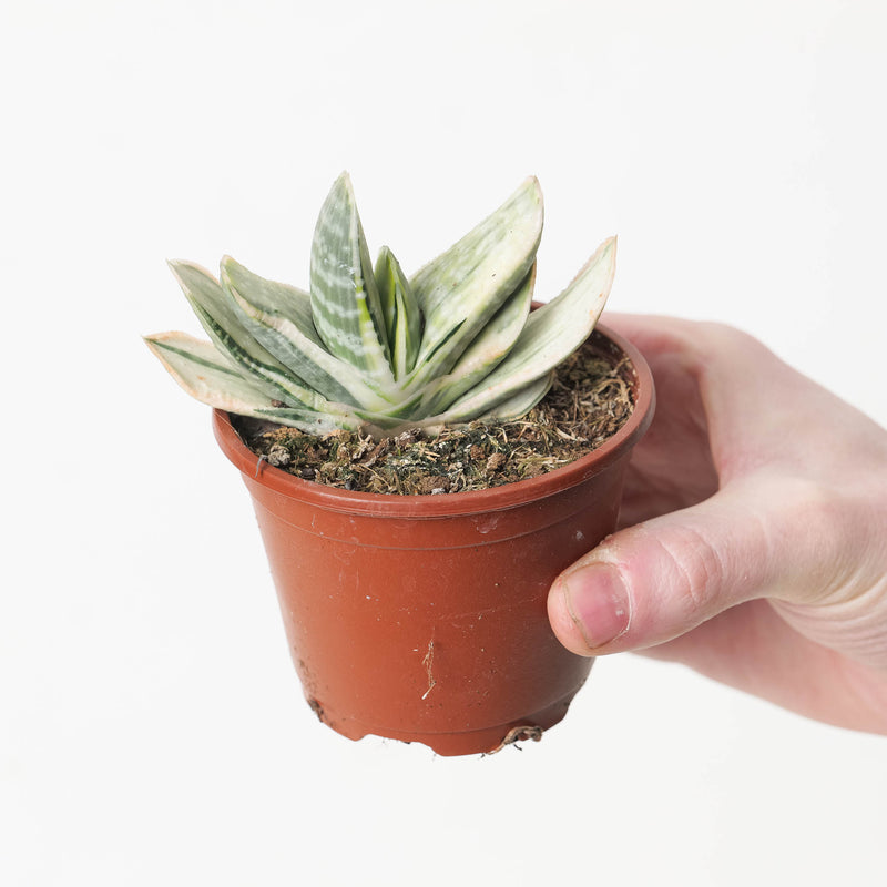 Gasteria cv. Sakura Fuji 8.5cm Plants GrowTropicals