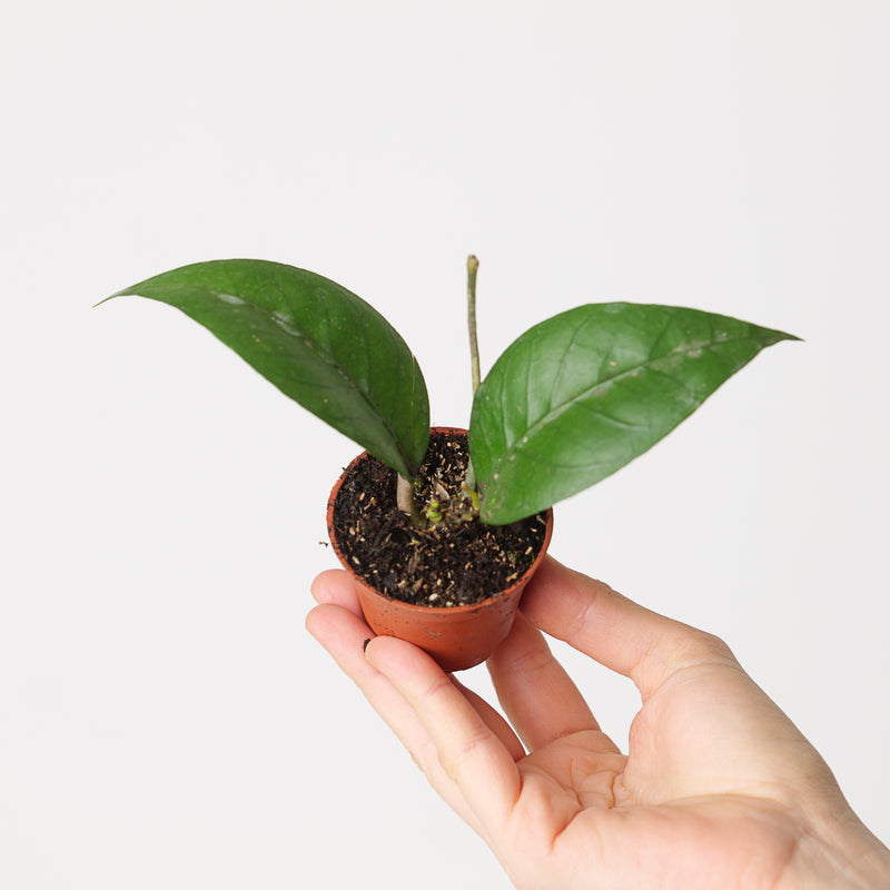 Hoya sp Gayo Plants GrowTropicals