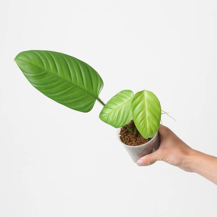 Philodendron genevievianum - GROW TROPICALS