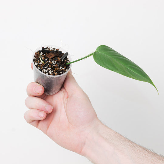 Philodendron genevievianum 6cm Plants GrowTropicals