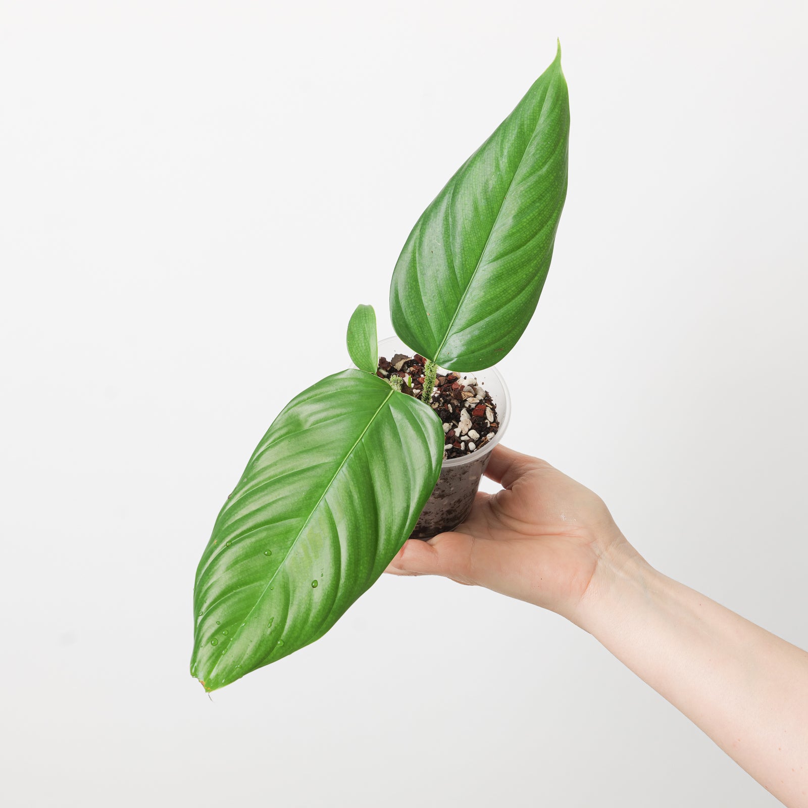 philodendron ernestii mature Philodendron genevievianum | Plants
