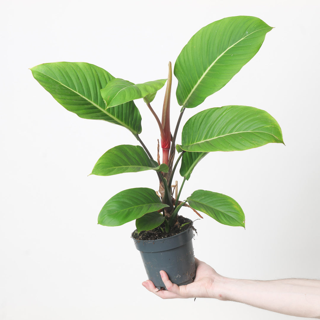 Philodendron geniculatum 'Jet Streak' Plants GrowTropicals