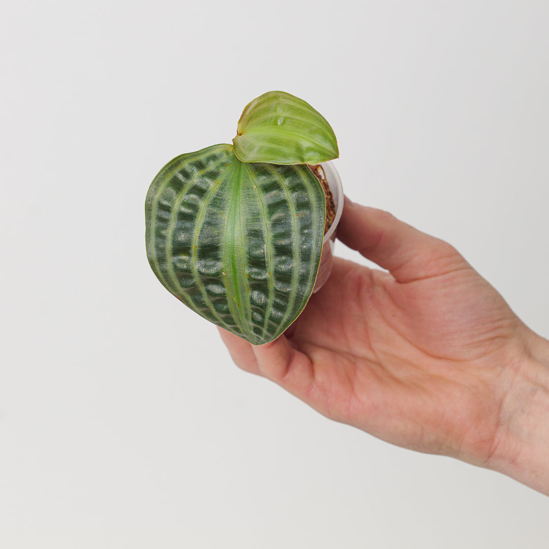 geo house plant Geogenanthus poeppigii | Plants
