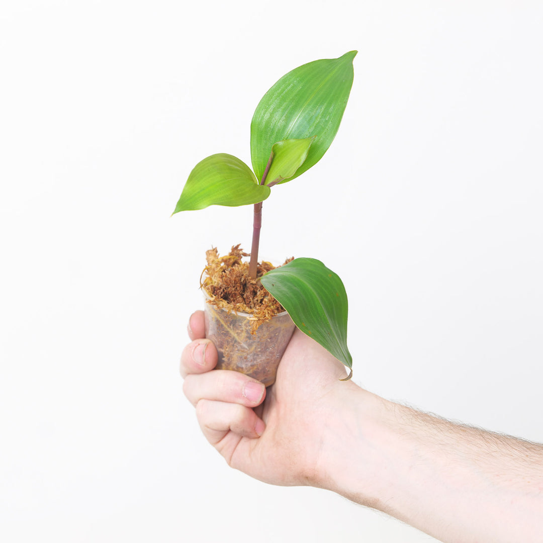 Geogenanthus rhizanthus 6cm Plants GrowTropicals