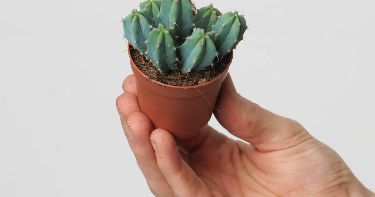 cactus myrtillocactus geometrizans Myrtillocactus geometrizans | Plants