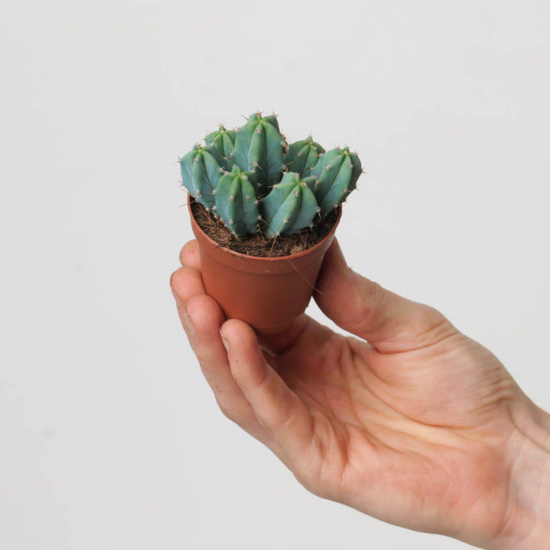 Myrtillocactus geometrizans Plants GrowTropicals