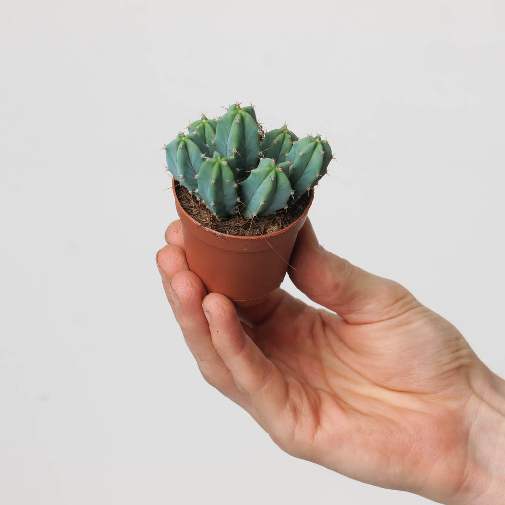 myrtillocactus geometrizans succulent Myrtillocactus geometrizans | Plants