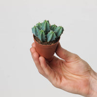Myrtillocactus geometrizans