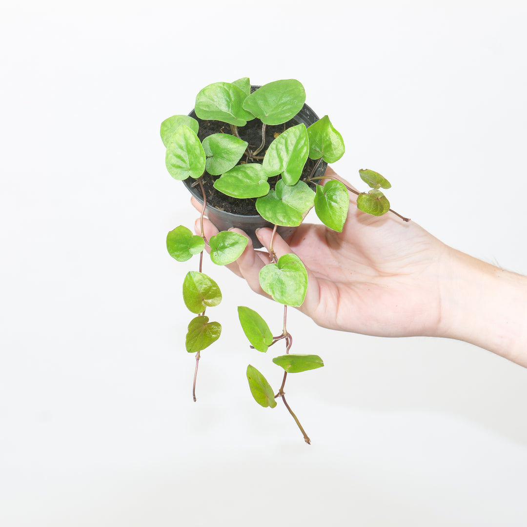 Geophilia repens Plants GrowTropicals