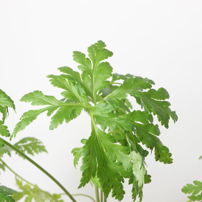 Geranium palmatum Plants - Outdoor GROW TROPICALS