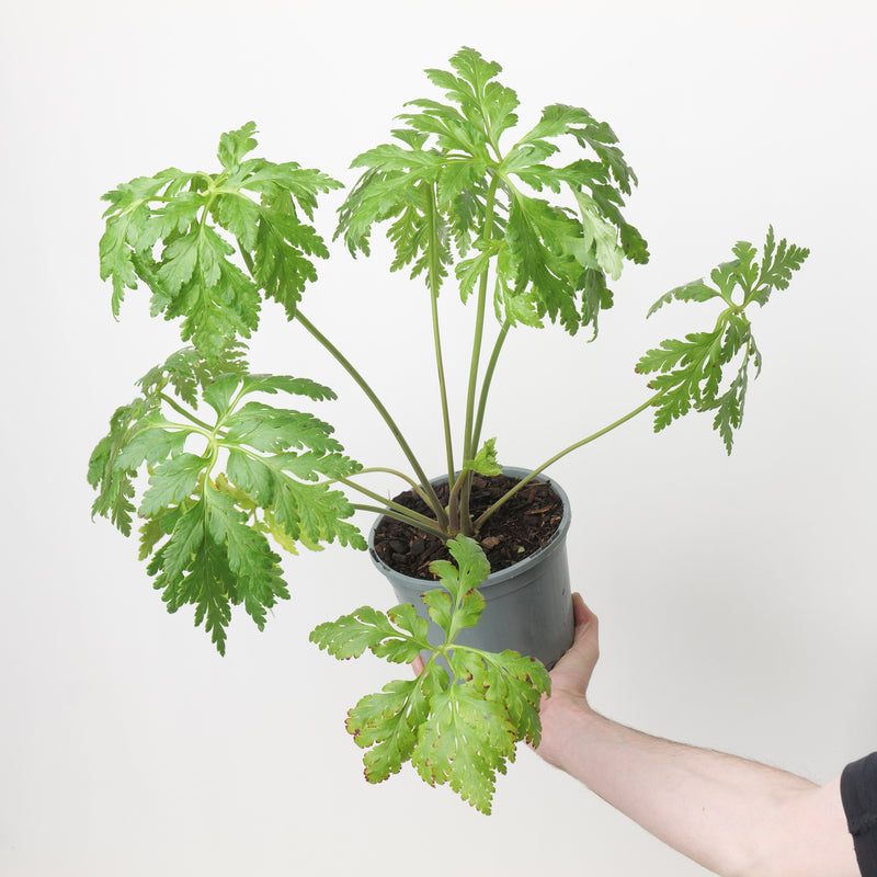 Geranium palmatum 17cm / 2L Plants - Outdoor GROW TROPICALS