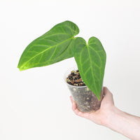 Anthurium Getafix x Subsignatum velvet