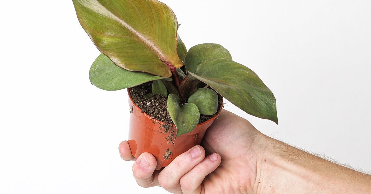 philodendron red heart mature Philodendron 'Red Heart' | Plants