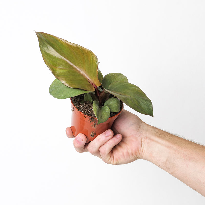 Philodendron 'Red Heart' 9cm Plants GrowTropicals