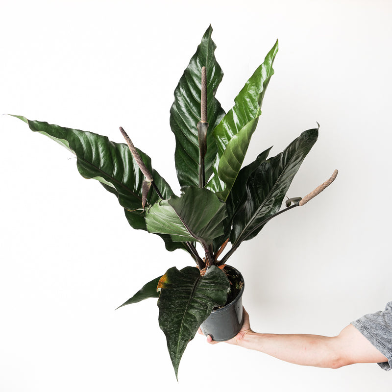 Anthurium 'Jungle' XL Plants GrowTropicals