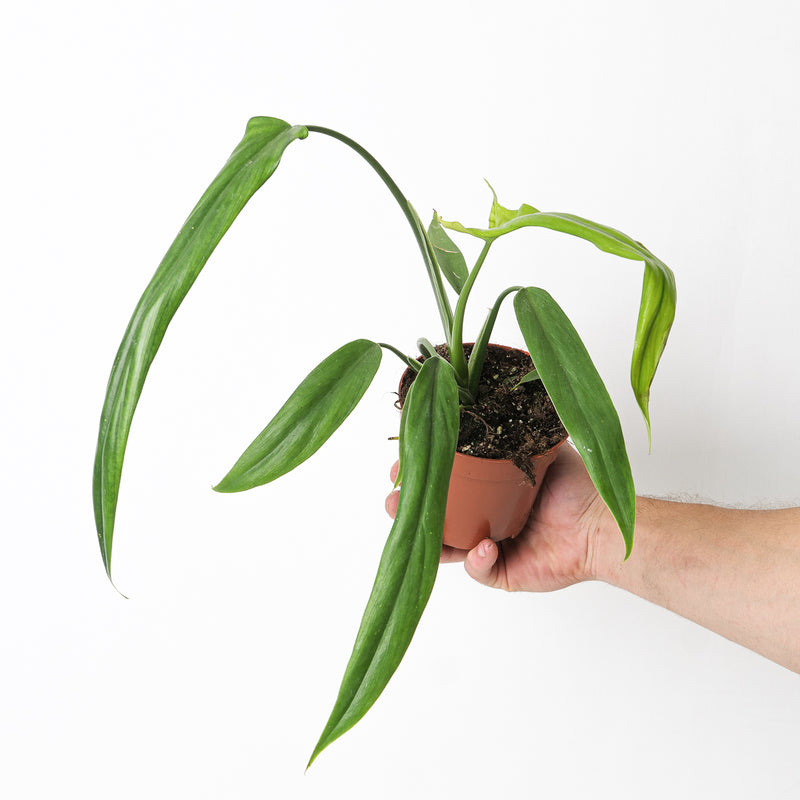 Philodendron holtonianum 10.5cm Plants GrowTropicals