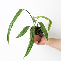 Philodendron holtonianum
