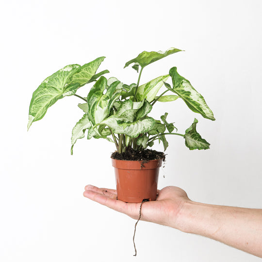 Syngonium podophyllum 'Three Kings' Plants GrowTropicals