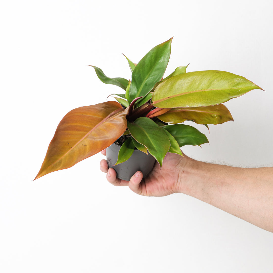 is philodendron prince of orange a climber Philodendron 'Prince of Orange'