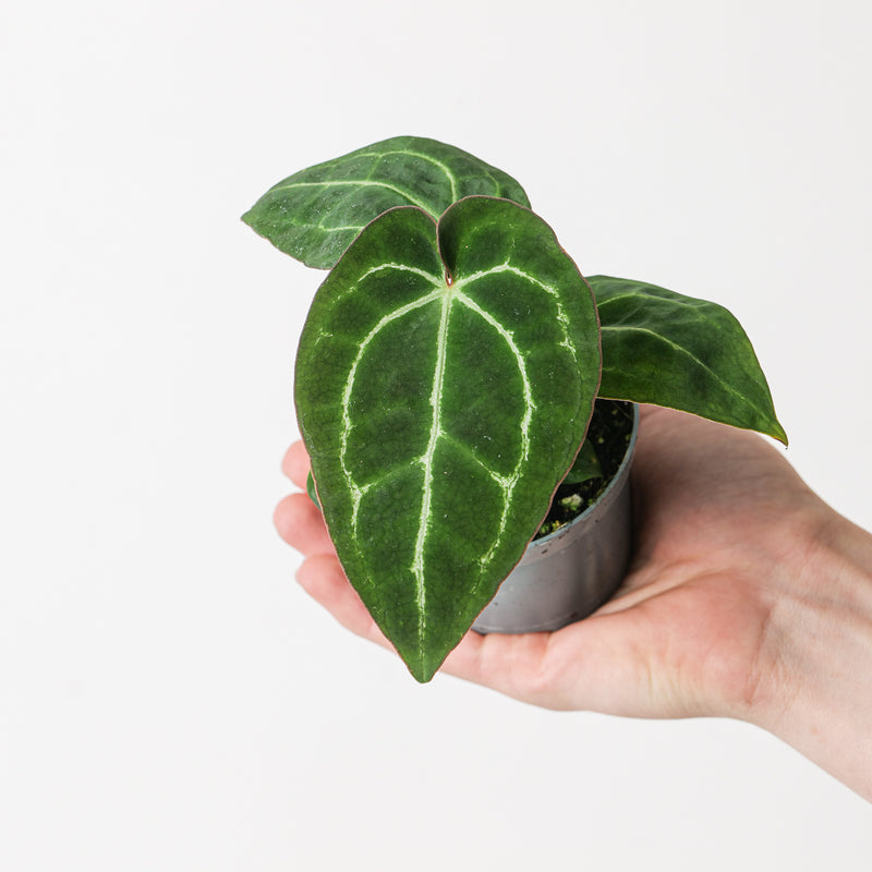 Anthurium crystallinum 'Pink Edge' Plants GrowTropicals
