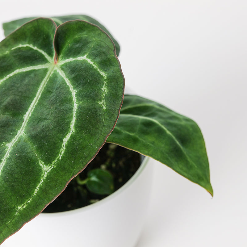 Anthurium crystallinum 'Pink Edge' — 9cm