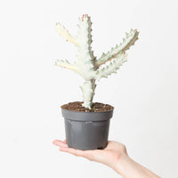 Euphorbia lactea 'Ghost'