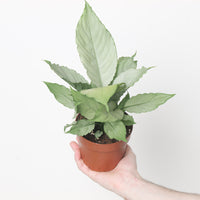 Spathiphyllum 'Ghost'