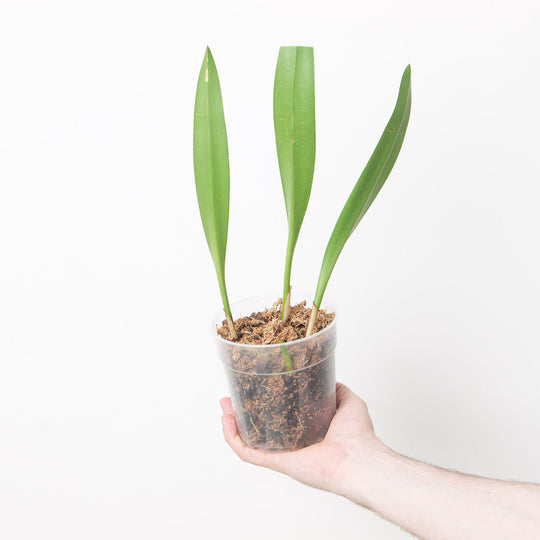 Bulbophyllum gibbosum 12cm Plants Growtropicals