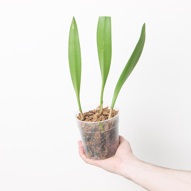 Bulbophyllum gibbosum — 12cm