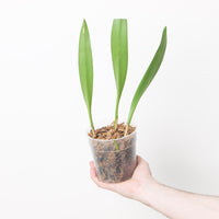 Bulbophyllum gibbosum