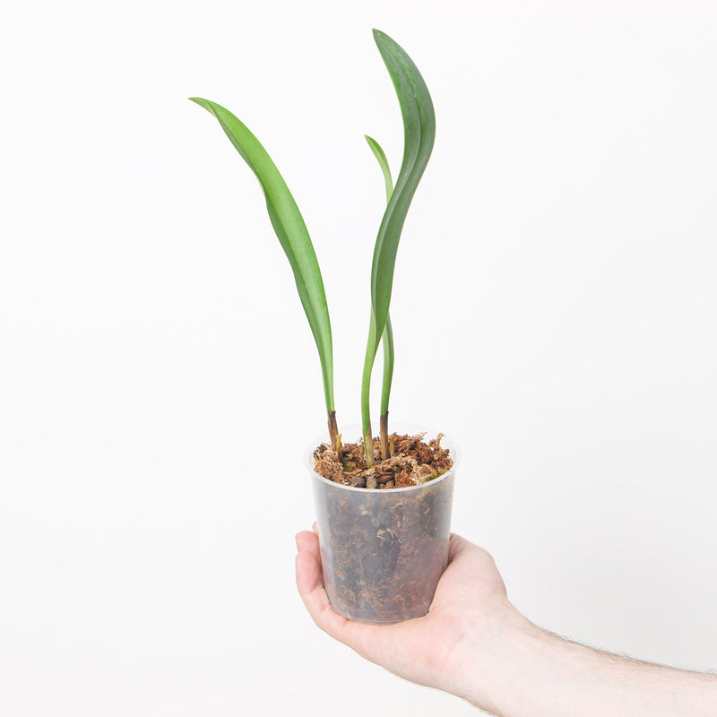 Bulbophyllum gibbosum 9cm Plants Growtropicals