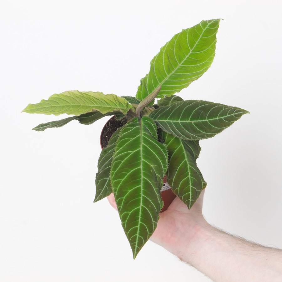Ardisia gigantifolia Plants GrowTropicals