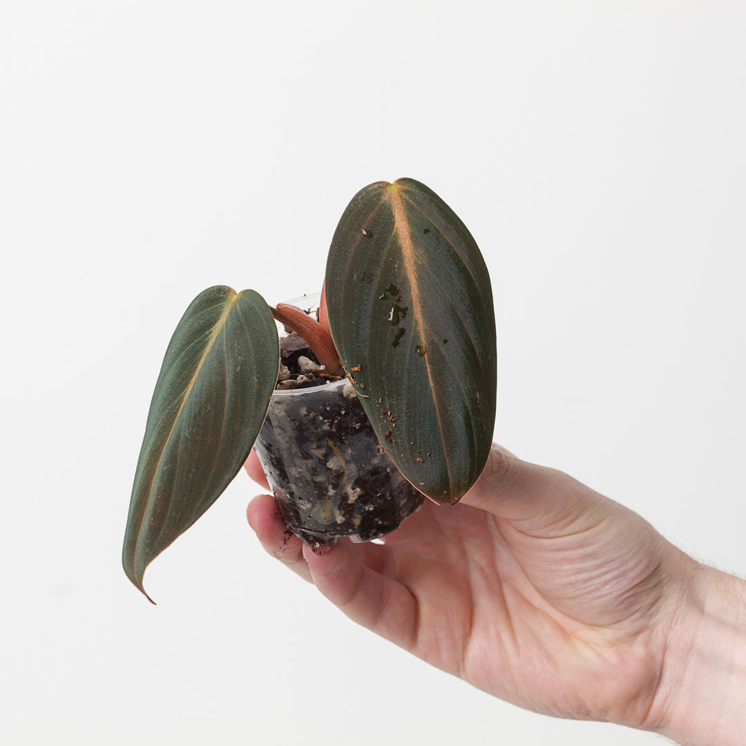 Philodendron gigas - GROW TROPICALS