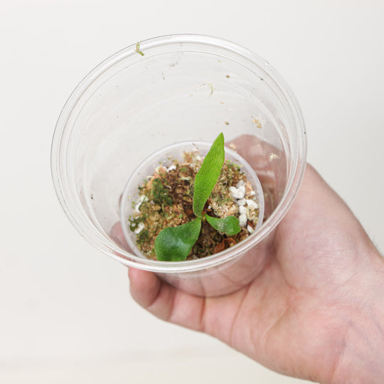 Platycerium Ginka (Plantlet) Plants GrowTropicals