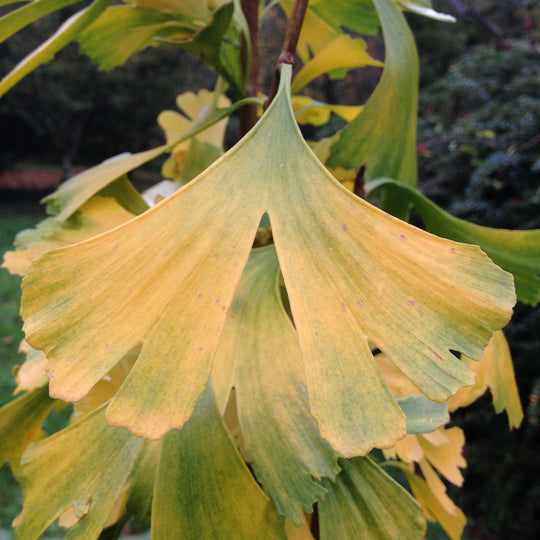 Ginkgo biloba Plants - Outdoor GROW TROPICALS