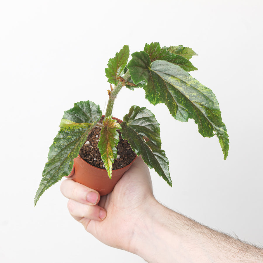 Begonia Ginny Galaxy Pink Variegated Plants GrowTropicals