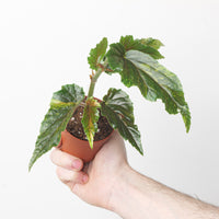Begonia Ginny Galaxy Pink Variegated