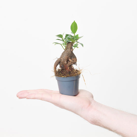 Ficus Retusa | Ficus Ginseng 'Bonsai Tree' 6cm Plants GrowTropicals