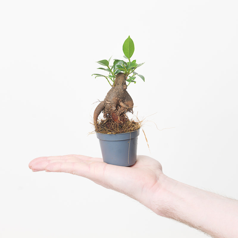 Ficus Retusa | Ficus Ginseng 'Bonsai Tree' — 6cm