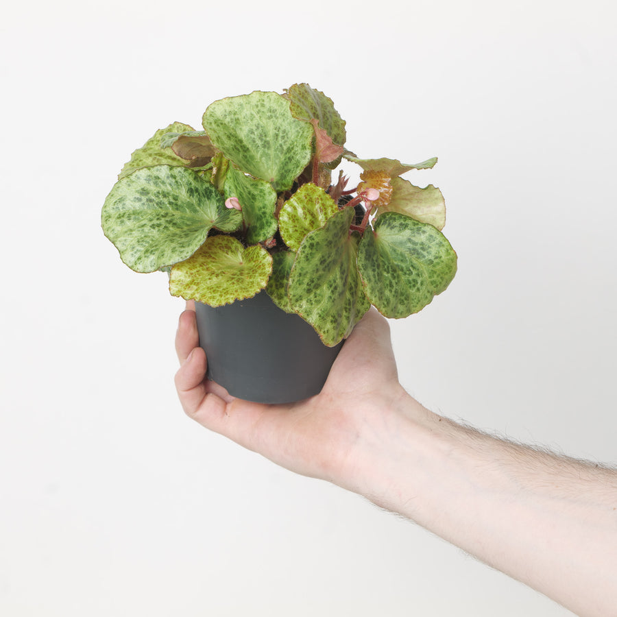 Begonia gironellae Plants GrowTropicals