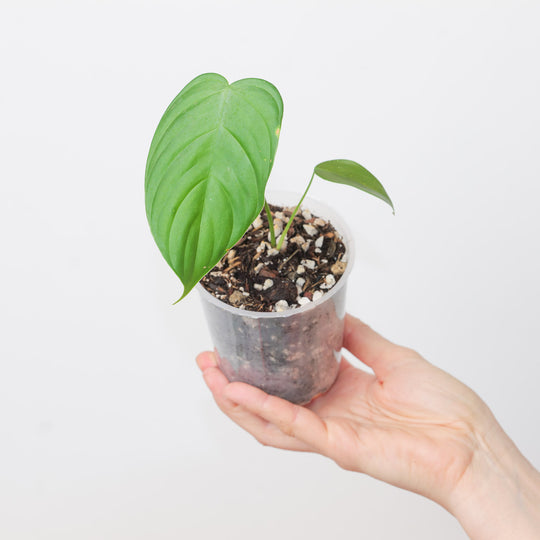 Philodendron aff. glanduliferum 9cm Plants GrowTropicals