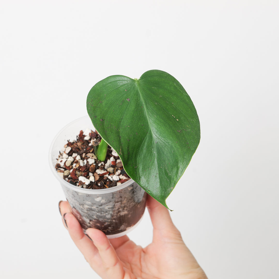philodendron glanduliferum Philodendron aff. glanduliferum