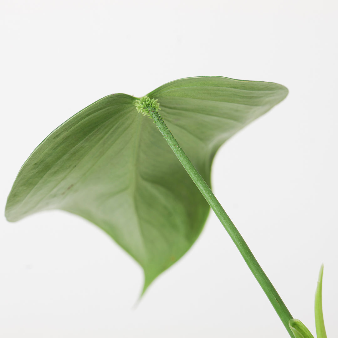 philodendron affine Philodendron aff. glanduliferum