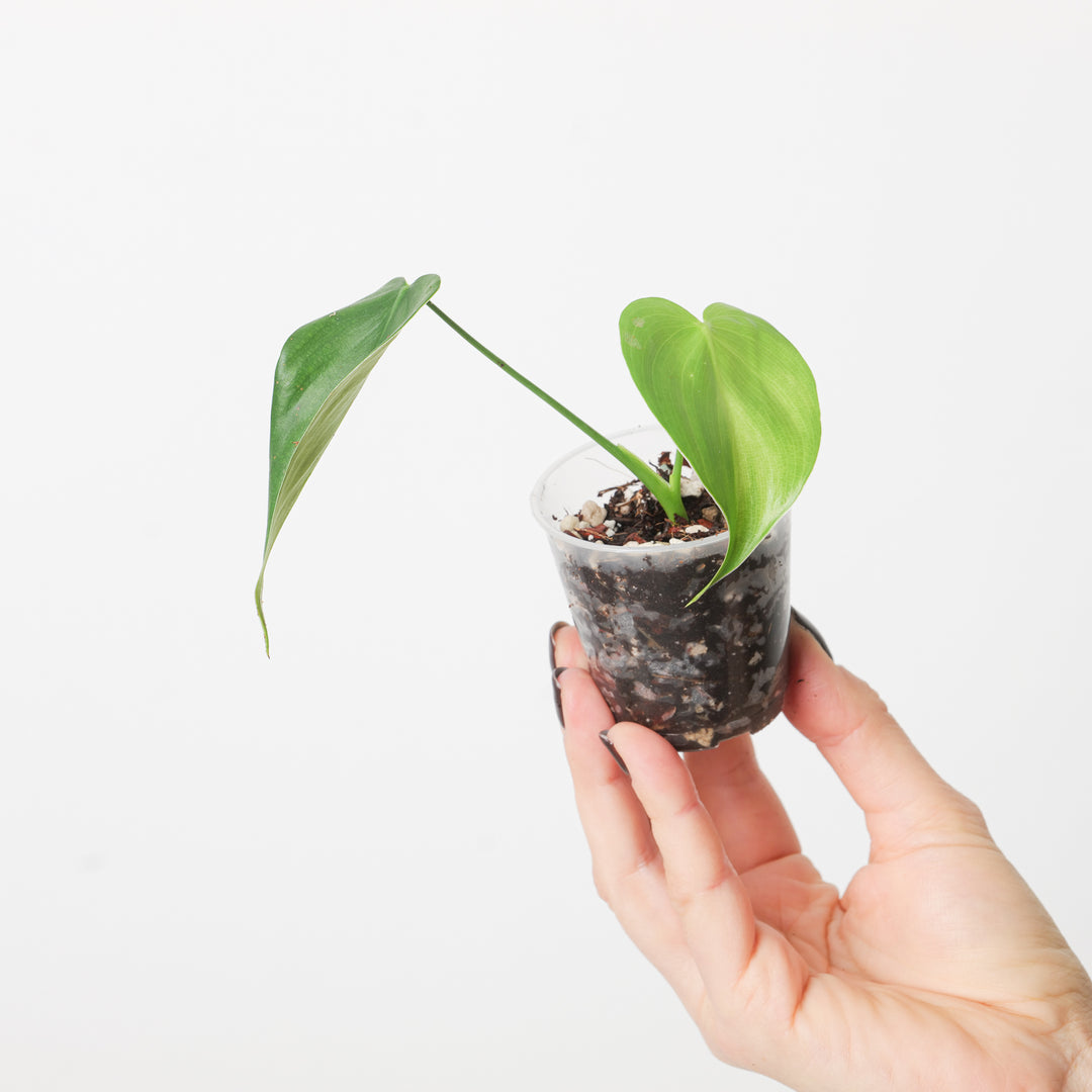 philodendron glanduliferum Philodendron aff. glanduliferum