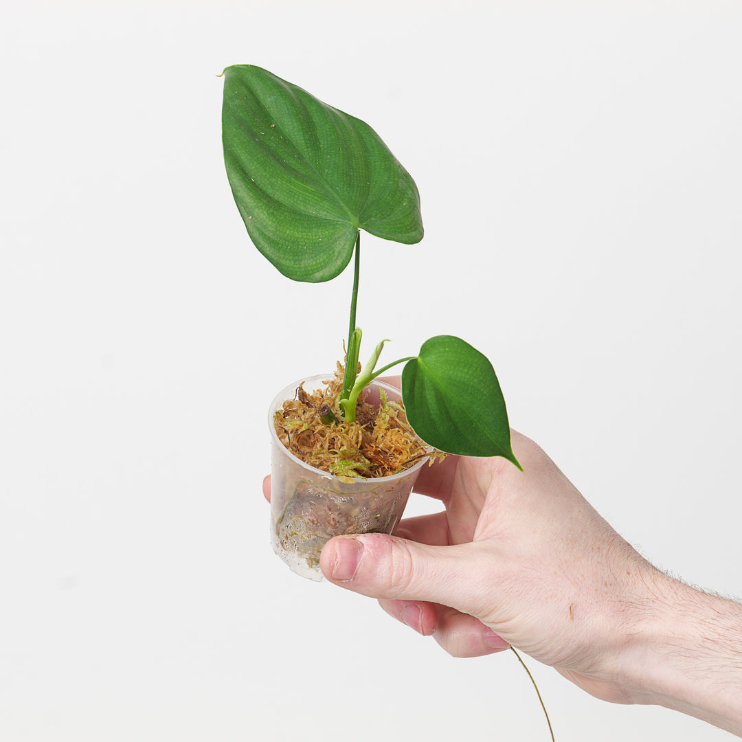 philodendron gardeniodorum aff Philodendron aff. glanduliferum