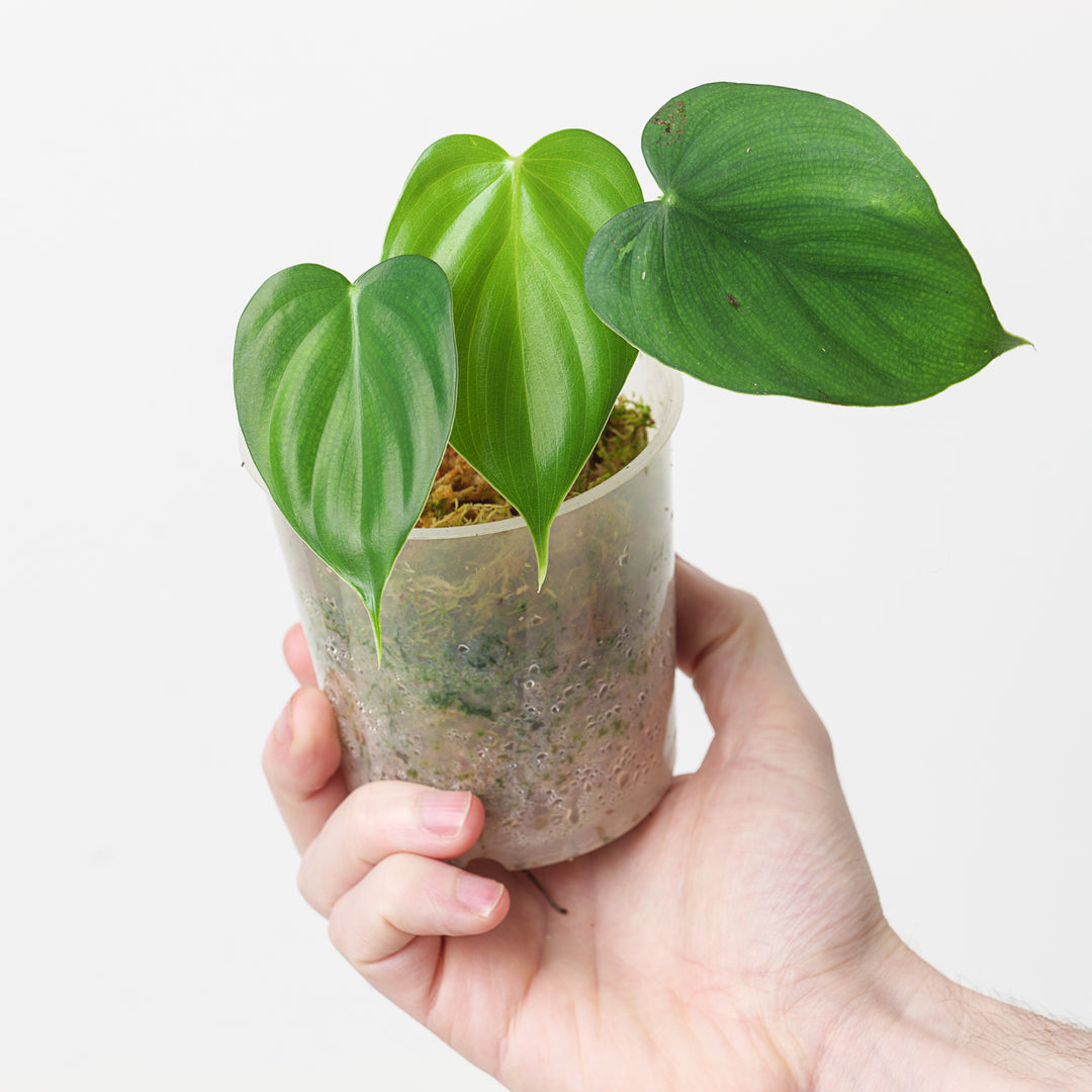 philodendron glanduliferum Philodendron aff. glanduliferum