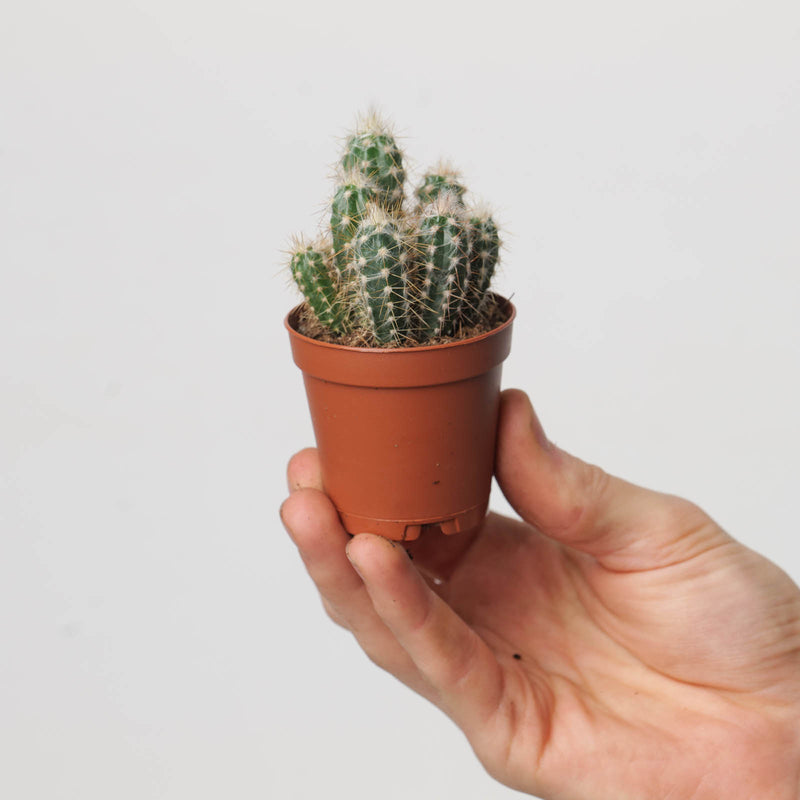 Pilosocereus glaucochrous — 5.5cm
